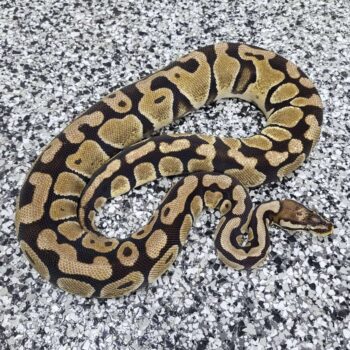 18-Pastel SH Het Hypo-F1