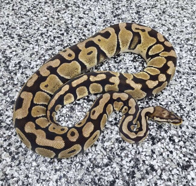 18-Pastel SH Het Hypo-F1
