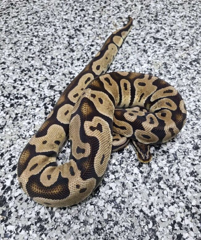 18-Pastel SH Het Albino/Toffee-M1