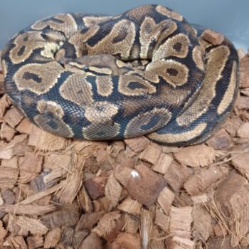 18-YB 66% Hypo-F1