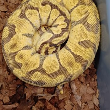 17-Super Enchi Pastel YB-F1