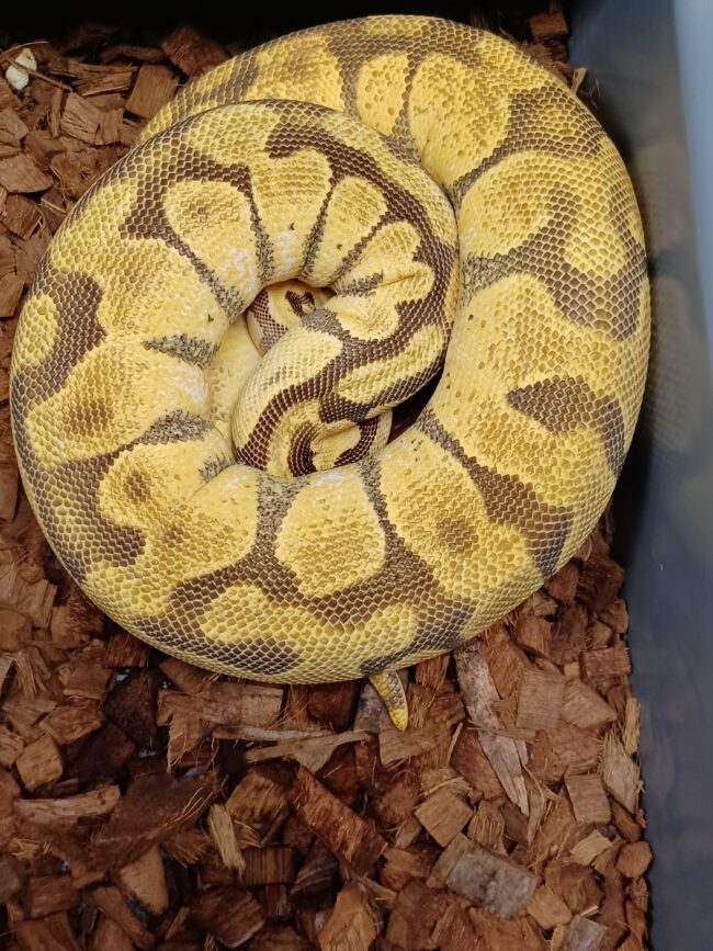 17-Super Enchi Pastel YB-F1