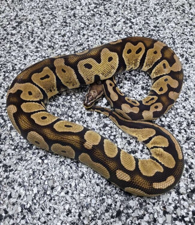 17-Pastel SH-F1