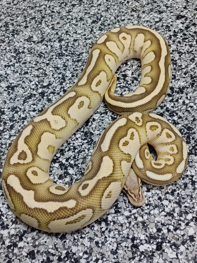 20-Firefly Lesser-M1