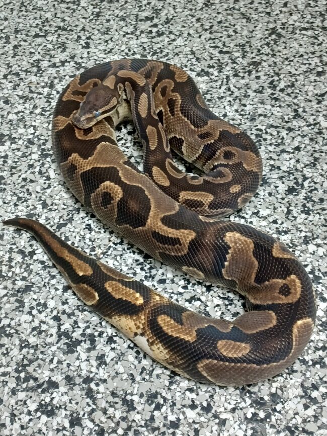 18-Asphalt/YB 66% Pied-F1