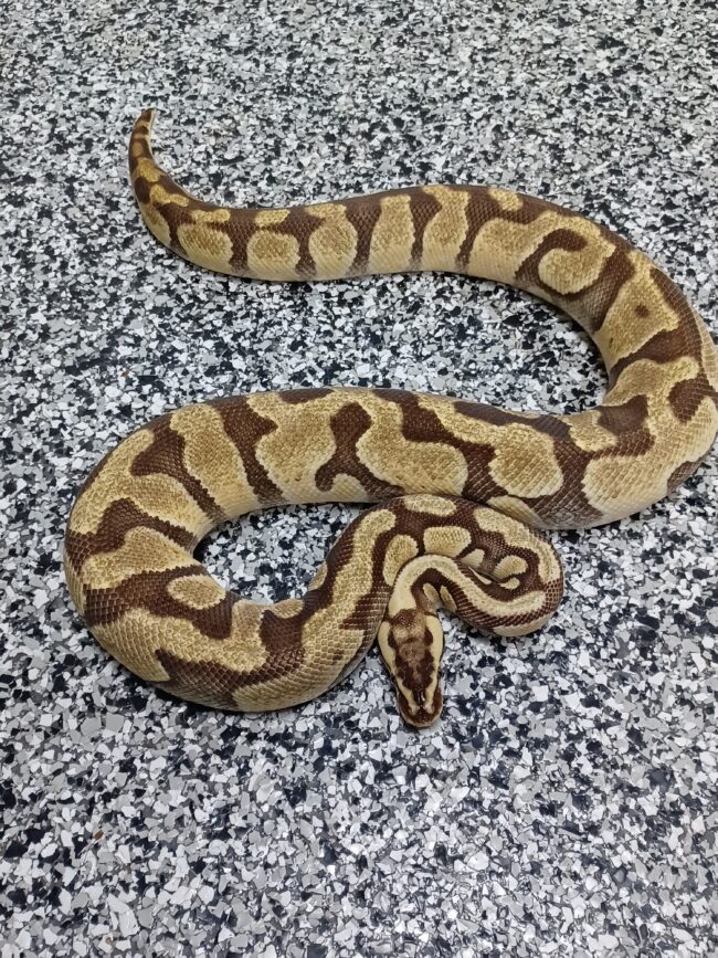 18-Pastel Enchi 66% DH Hypo/Clown-F1