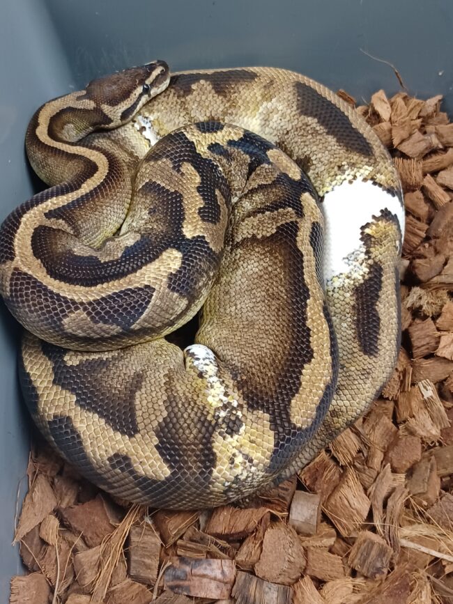 14-Pied-F1