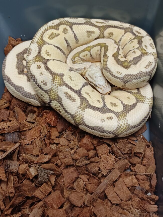 15-Pastel Super Vanilla-F1