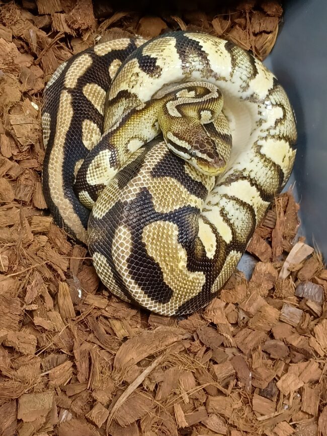 14-Pastel Enchi Asphalt/YB-F1