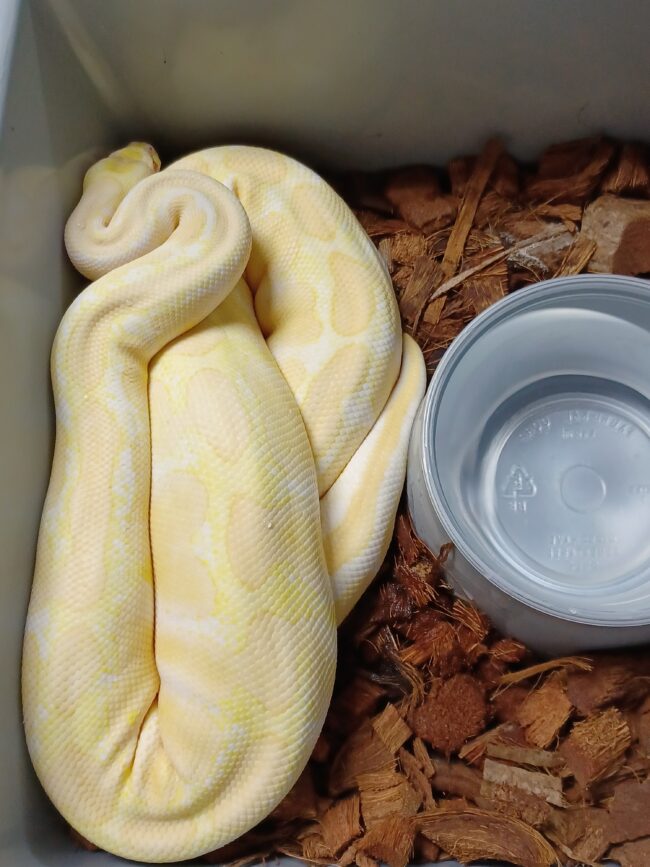 18-Albino Het VPI 50% Clown-F1 - Image 3