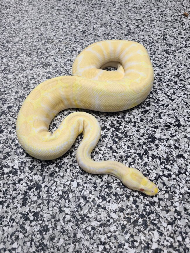 18-Albino Het VPI 50% Clown-F1