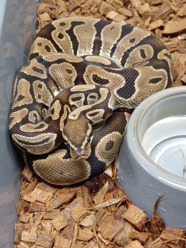 17-TH Albino/Lav/Pied-F1