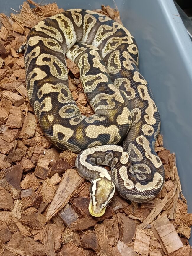 18-Pastel GHI Het Clown-F1