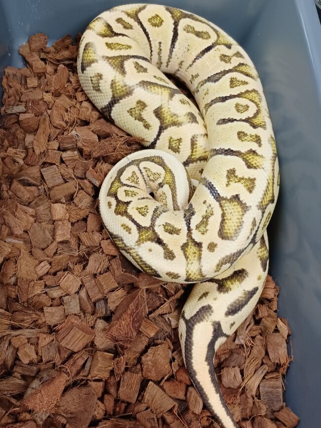 16-Super Vanilla Super Pastel-F1F