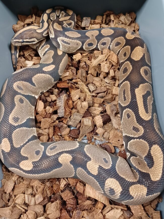 16-Asphalt Het Albino-F1