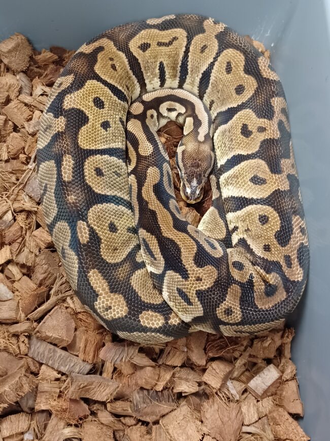 18-Pastel SH DH Albino/Pied-F1