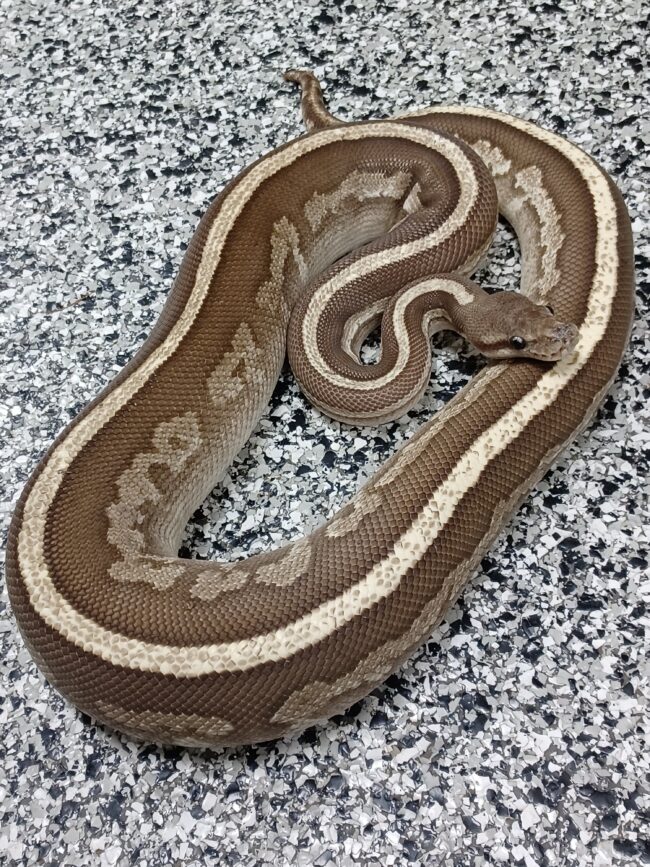 16-RS Cinnamon Mojave Fire-M1