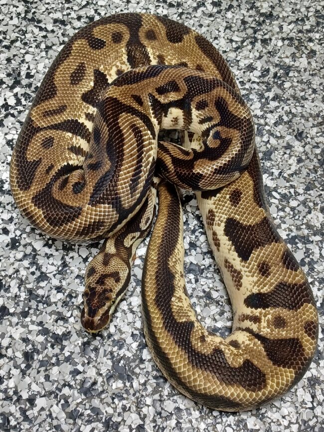 16-Pastel Enchi Leopard-M1