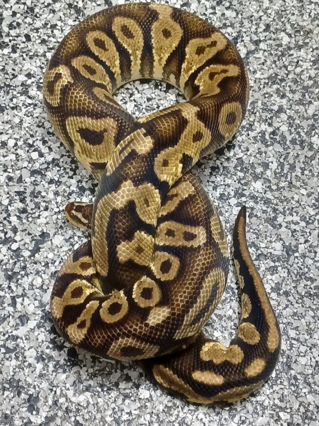 16-Pastel YB-M1