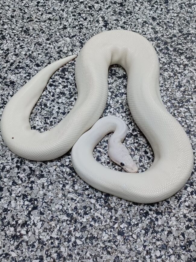 17-Bumble Bee Pied Het Hypo-F1